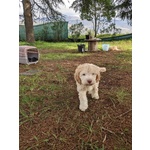 🐶 Perro de Agua maschio di 3 mesi in vendita a Ferentino (FR) e in tutta Italia da privato