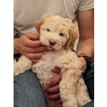 Vendesi Cuccioli di Spanish Water dog / Perro de agua Español - Foto n. 3