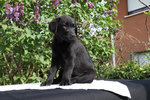 Vendo Cuccioli di Labrador Retriever - Foto n. 2