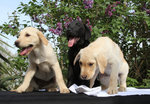 Vendo Cuccioli di Labrador Retriever - Foto n. 4