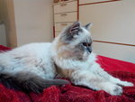 Gatto Persiano Himalayano Bianco Occhi Azzurri - Foto n. 1