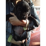 🐶 Cane Corso maschio di 6 mesi in vendita a Gravina di Catania (CT) e in tutta Italia da privato
