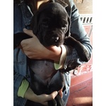 Cuccioli di cane Corso di 35 Gg - Foto n. 1