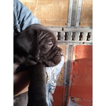 Cuccioli di cane Corso di 35 Gg - Foto n. 2