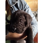 Cuccioli di cane Corso di 35 Gg - Foto n. 3