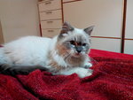 Gatto Persiano Himalayano Bianco Occhi Azzurri - Foto n. 2