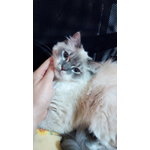 Gatto Persiano Himalayano Bianco Occhi Azzurri - Foto n. 3