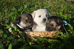 Cuccioli Cercano Famiglia