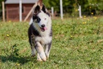 Allevamento di Yakutian Laika, Dispone di 2 Splendidi Cuccioli