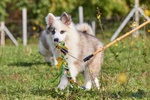 Allevamento di Yakutian Laika, Dispone di 2 Splendidi Cuccioli - Foto n. 2