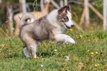 Allevamento di Yakutian Laika, Dispone di 2 Splendidi Cuccioli - Foto n. 4