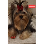 Yorkshire terrier puro