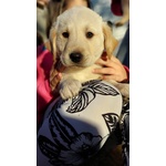 Cuccioli di Labrador Retriever con Pedigree