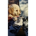 Cuccioli di Labrador Retriever con Pedigree - Foto n. 2