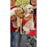 Cuccioli di Labrador Retriever con Pedigree - Foto n. 3