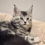 Cuccioli di Maine Coon - Foto n. 1