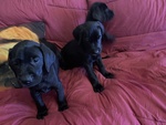 Bellissimi cuccioli Labrador neri