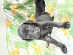 Bellissimi Cuccioli Labrador Neri - Foto n. 3