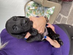 Bellissimi Cuccioli Labrador Neri - Foto n. 5