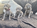 Cuccioli Weimaraner - Foto n. 2