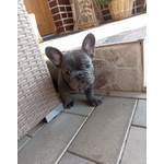 Bouledogue Francese Bulldog