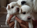 🐶 Maltese di 7 settimane (cucciolo) in vendita a Colle di Val d'Elsa (SI) e in tutta Italia da privato