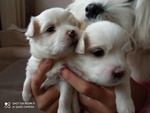 Cuccioli Maltese