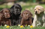 Cuccioli di Labrador Retriever