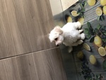 Vendesi Maltese - Foto n. 2