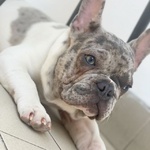 Thiago Bulldog Francese Merle' per Accoppiamento - Foto n. 2