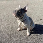 Thiago Bulldog Francese Merle' per Accoppiamento