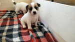 Cuccioli di Jack Russel Terrier con Pedigree