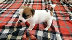 Cuccioli di jack Russel Terrier con Pedigree - Foto n. 2