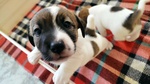 Cuccioli di jack Russel Terrier con Pedigree - Foto n. 3