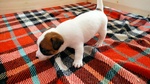 Cuccioli di jack Russel Terrier con Pedigree - Foto n. 5