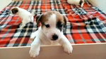 Cuccioli di jack Russel Terrier con Pedigree - Foto n. 6