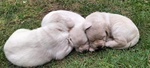 Cuccioli di Labrador Disponibili - Foto n. 4
