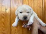 Cuccioli di Labrador Disponibili - Foto n. 5