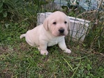 🐶 Labrador maschio di 7 settimane (cucciolo) in vendita a Budoia (PN) e in tutta Italia da privato