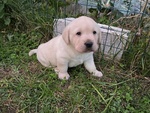 Cuccioli di Labrador Disponibili