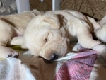 Cuccioli di Labrador Disponibili - Foto n. 9
