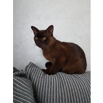 Cucciolo Gatto Burmese 9 Mesi