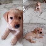 🐶 Labrador maschio di 8 settimane (cucciolo) in vendita a Reggio Calabria (RC) e in tutta Italia da privato