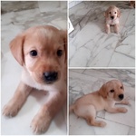 Dolcissimi Cuccioli di Labrador