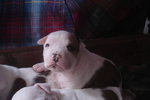 Amstaff Cuccioli Pedigree - Foto n. 2