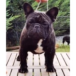 Cuccioli di Bouledogue Francese con Pedigree Enci - Foto n. 3