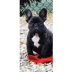 Cuccioli di Bouledogue Francese con Pedigree Enci - Foto n. 5