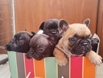 Cuccioli di Bouledogue Francese con Pedigree Enci