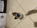 Cucciolo Chihuahua Maschio - Foto n. 3