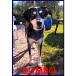 Dumbo 4 anni sta Ancora Aspettando una Famiglia Tutta Sua